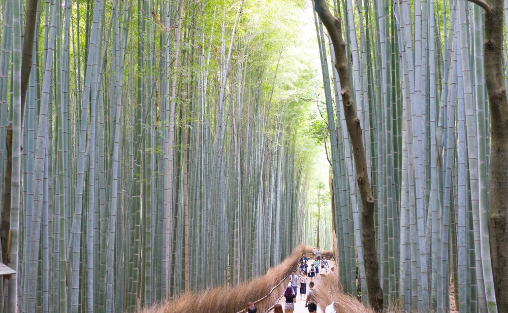 Entrance of Bamboo Grove. 