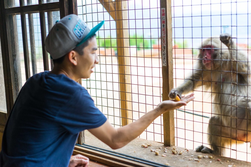  I believe this monkey was an aggressive one. After taking the apple, he slapped my hand. 