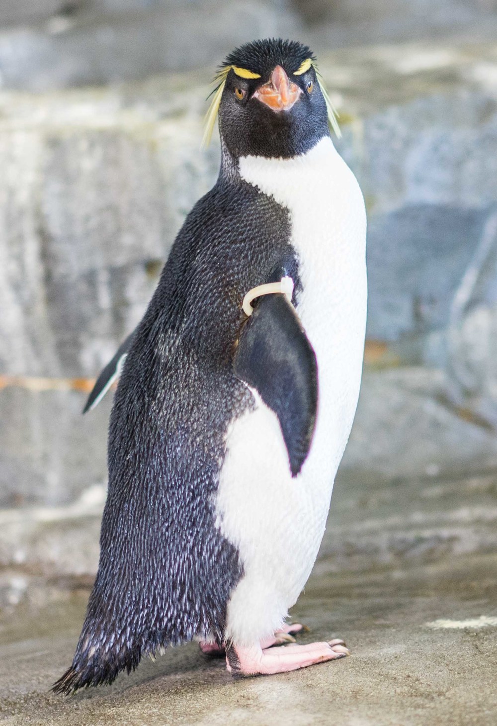 My favourite animal! Penguin doing his best pose for the camera. 