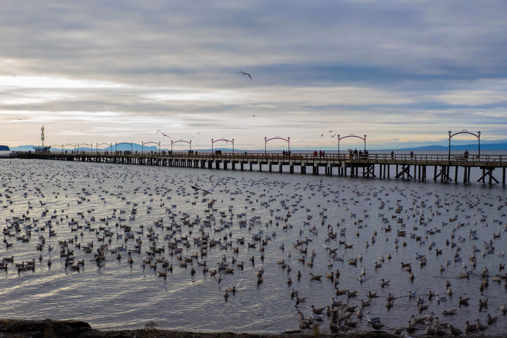 Seagulls by the White Rock Pier