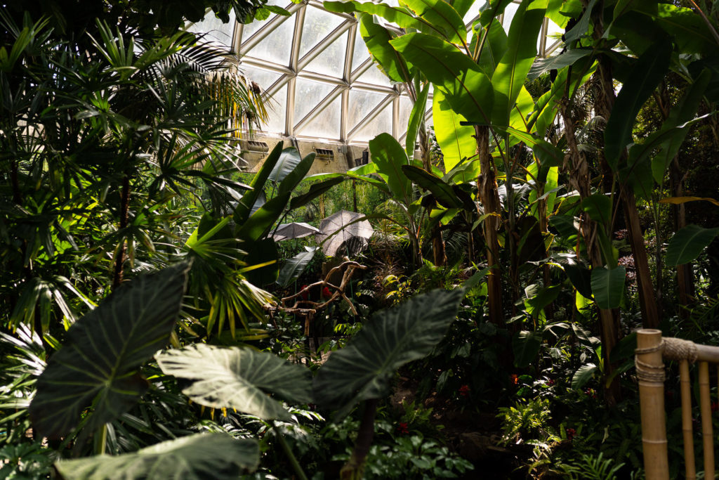 the greenery and garden inside of the Bloedel Conservatory